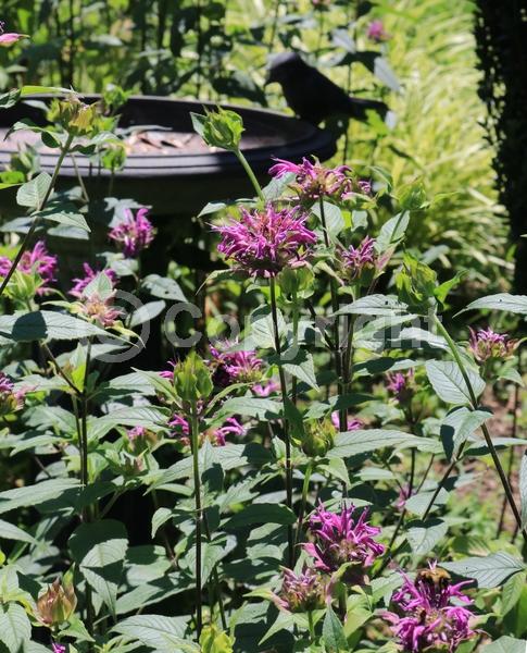 Purple blooms; Deciduous; Broadleaf; North American Native