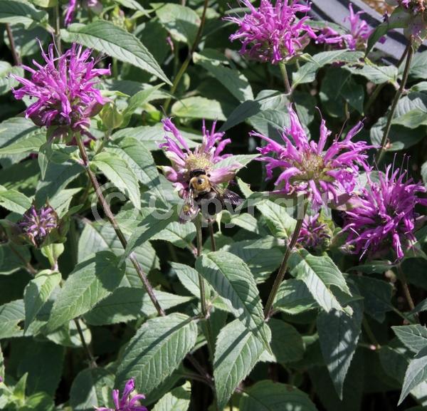 Purple blooms; Deciduous; Broadleaf; North American Native