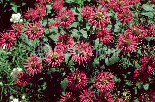 Red blooms; Purple blooms