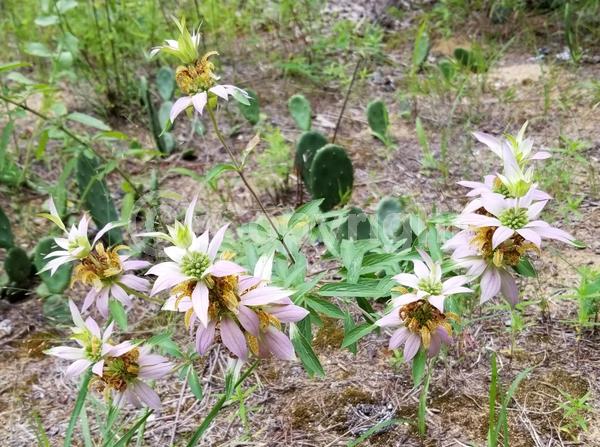 White blooms; Pink blooms; Deciduous; Broadleaf; North American Native