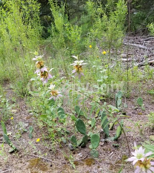 White blooms; Pink blooms; Deciduous; Broadleaf; North American Native