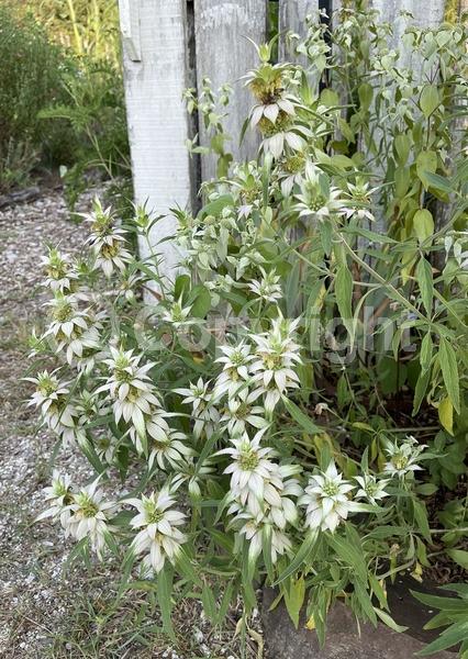 White blooms; Pink blooms; Deciduous; Broadleaf; North American Native