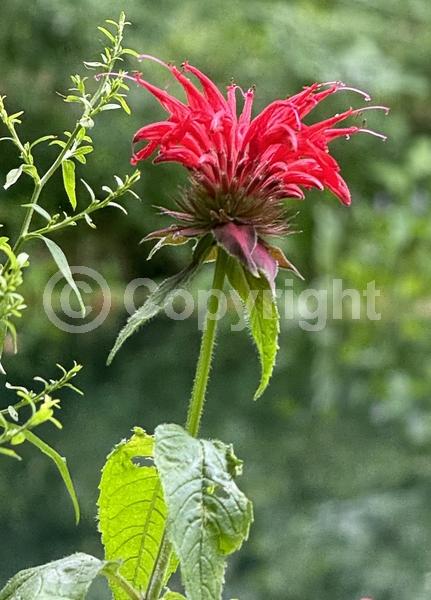 Red blooms; Purple blooms; White blooms; Pink blooms; Lavender blooms; Deciduous; Broadleaf; North American Native