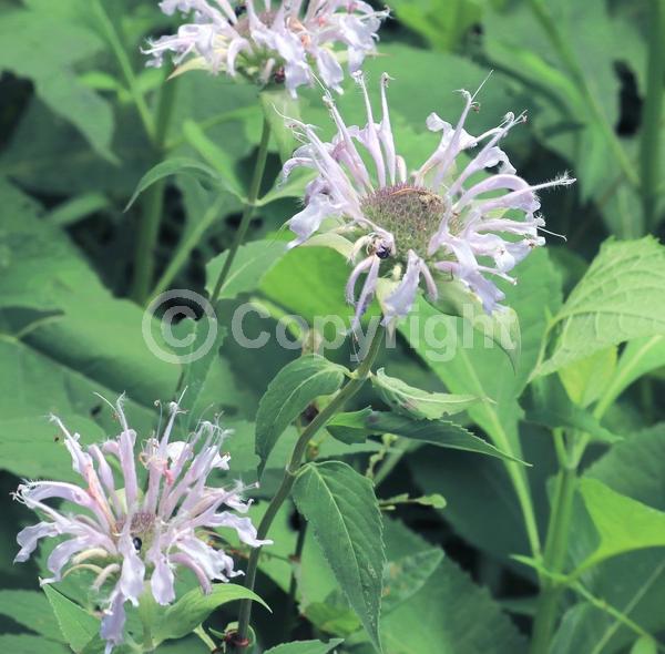 Pink blooms; Lavender blooms; North American Native