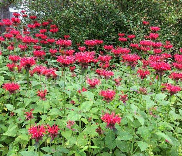 Red blooms; Purple blooms; White blooms; Pink blooms; Lavender blooms; Deciduous; Broadleaf; North American Native