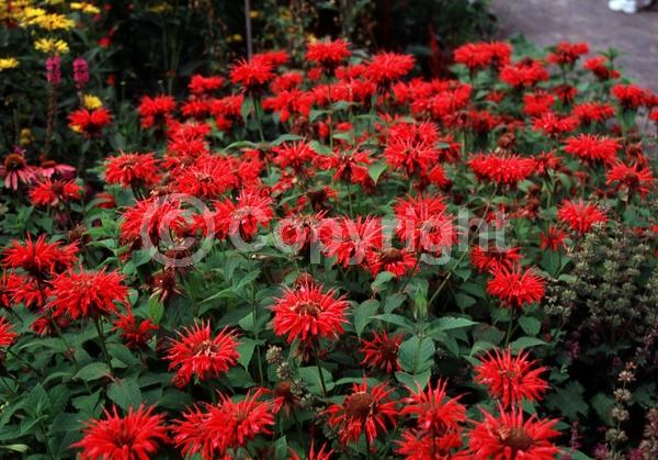 Red blooms; Deciduous; North American Native