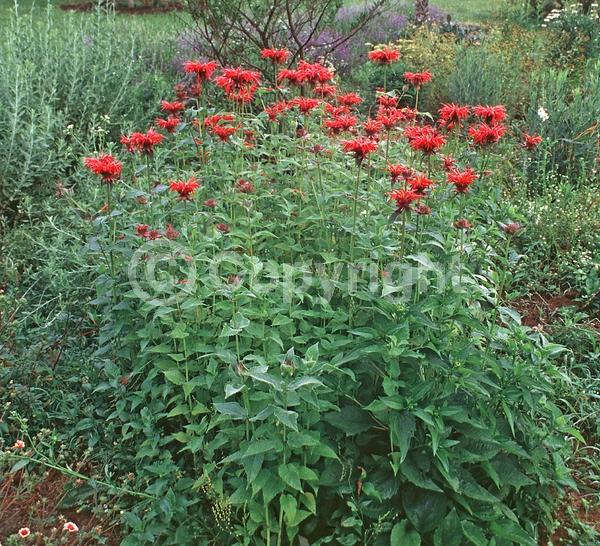 Red blooms; Purple blooms; White blooms; Pink blooms; Lavender blooms; Deciduous; Broadleaf; North American Native