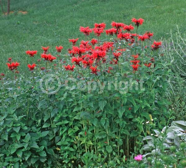 Red blooms; Purple blooms; White blooms; Pink blooms; Lavender blooms; Deciduous; Broadleaf; North American Native