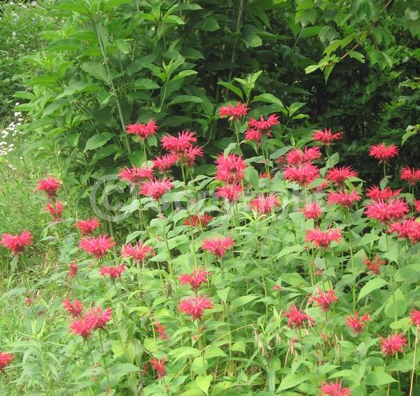 Red blooms; Purple blooms; White blooms; Pink blooms; Lavender blooms; Deciduous; Broadleaf; North American Native