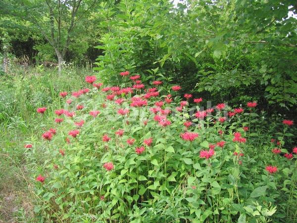 Red blooms; Purple blooms; White blooms; Pink blooms; Lavender blooms; Deciduous; Broadleaf; North American Native