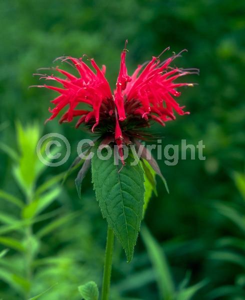 Red blooms; Purple blooms; White blooms; Pink blooms; Lavender blooms; Deciduous; Broadleaf; North American Native