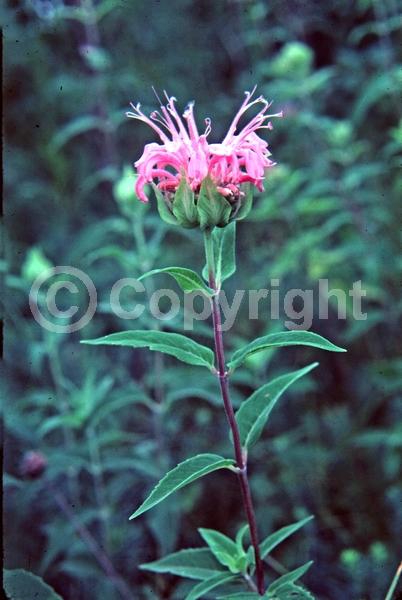Pink blooms; Lavender blooms; North American Native