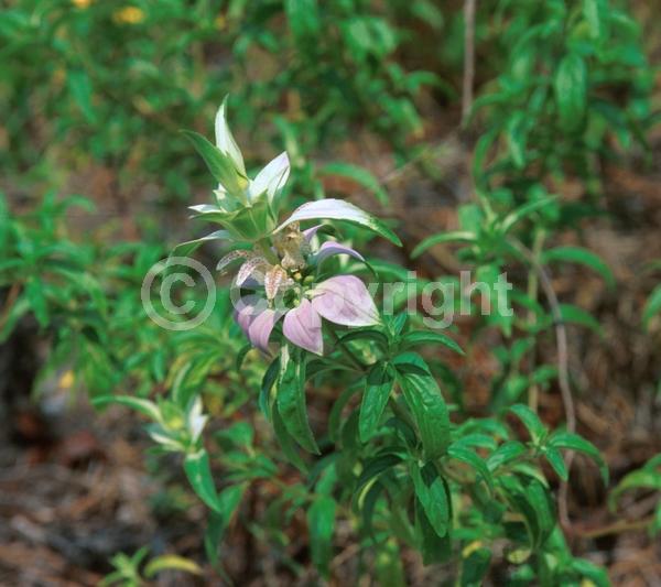 White blooms; Pink blooms; Deciduous; Broadleaf; North American Native