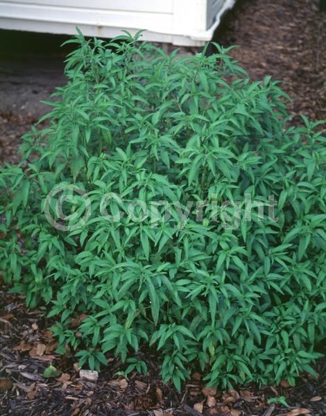 White blooms; Pink blooms; Deciduous; Broadleaf; North American Native