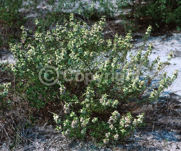 White blooms; Pink blooms; Deciduous; Broadleaf; North American Native