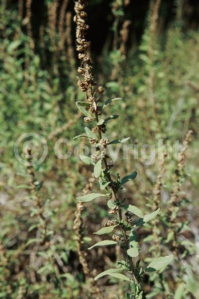 Purple blooms; Lavender blooms; Evergreen; North American Native