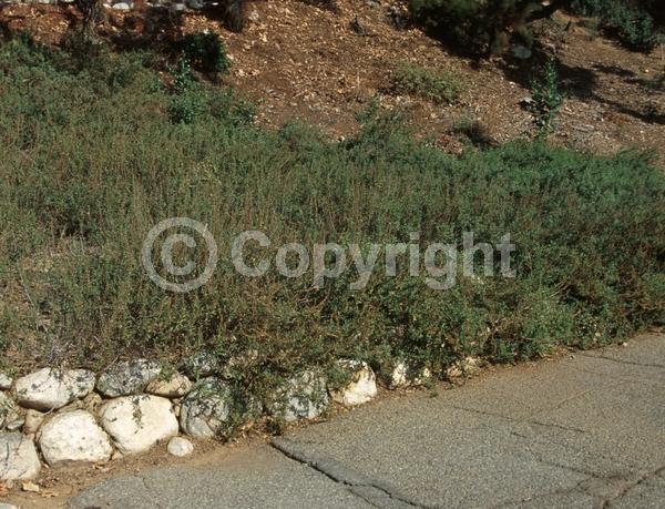 Purple blooms; Lavender blooms; Evergreen; North American Native
