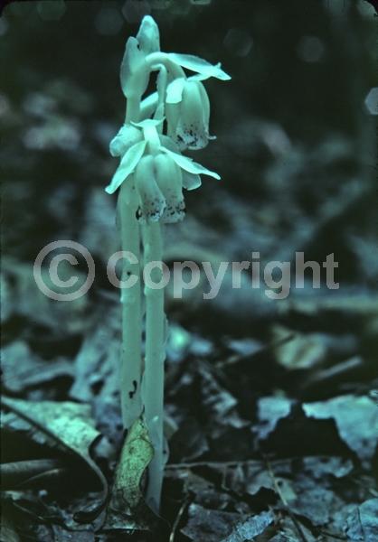 White blooms; Deciduous; Broadleaf; North American Native