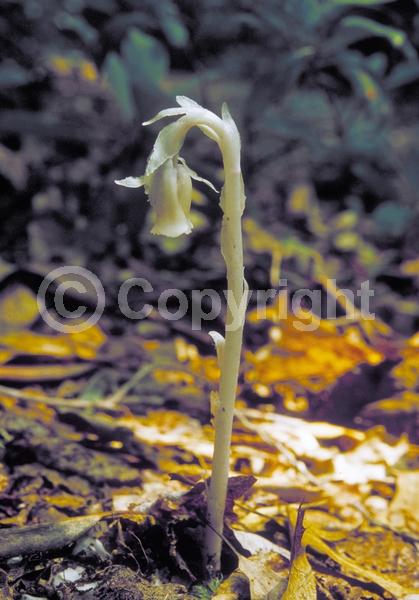 White blooms; Deciduous; Broadleaf; North American Native