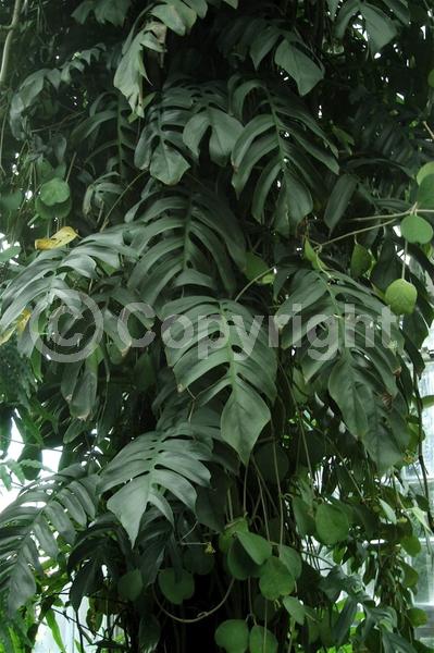 White blooms; Evergreen; Broadleaf; North American Native