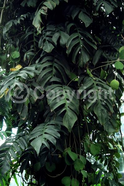 White blooms; Evergreen; Broadleaf; North American Native