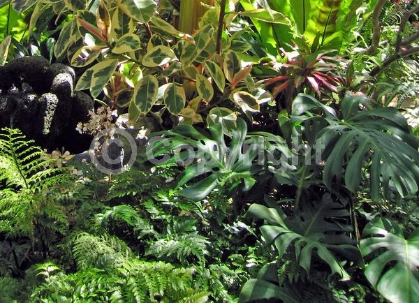 White blooms; Evergreen; Broadleaf; North American Native