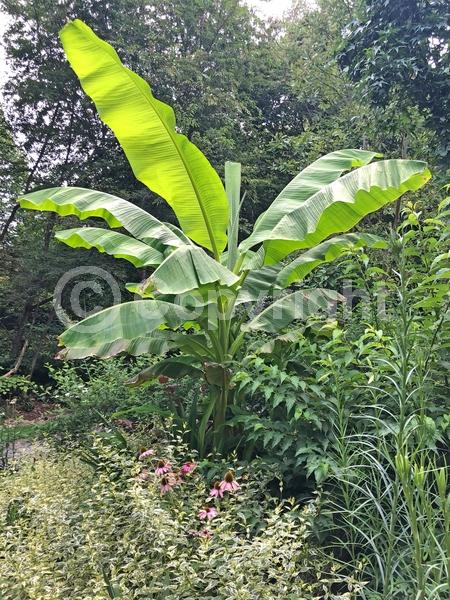Yellow blooms; Evergreen; Broadleaf