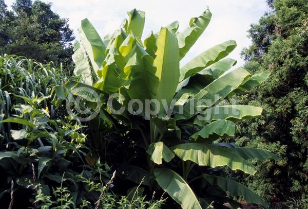 Yellow blooms; Evergreen; Broadleaf