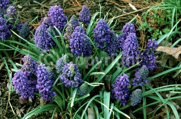 Blue blooms; Deciduous; Broadleaf