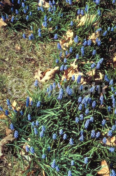 Blue blooms; Deciduous; Broadleaf