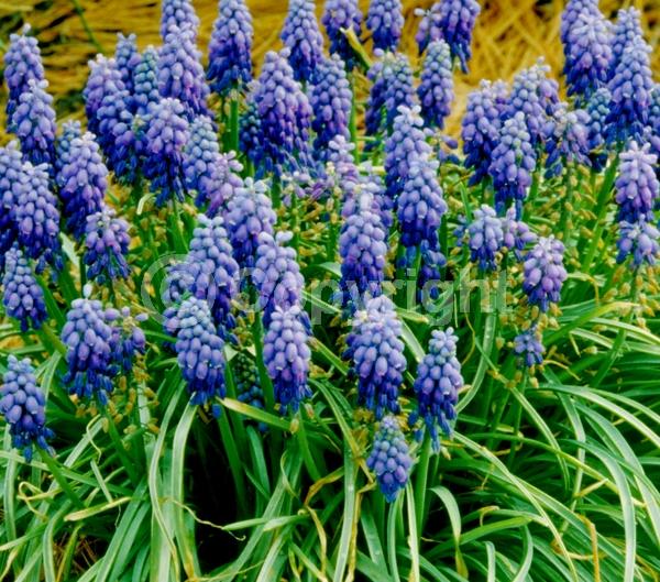 Blue blooms; Deciduous; Broadleaf