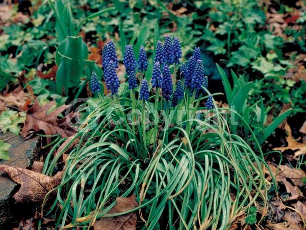 Blue blooms; Deciduous; Broadleaf