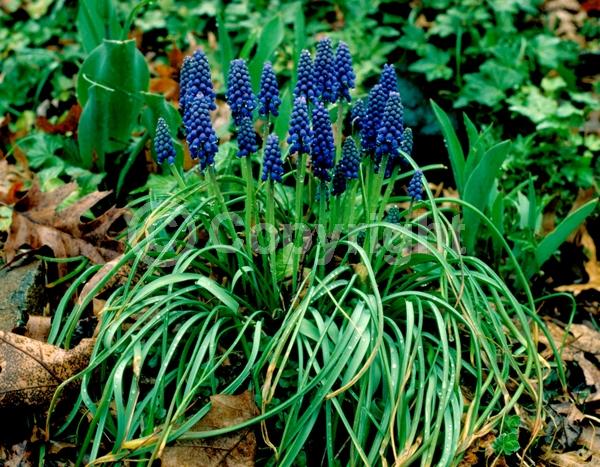 Blue blooms; Deciduous; Broadleaf