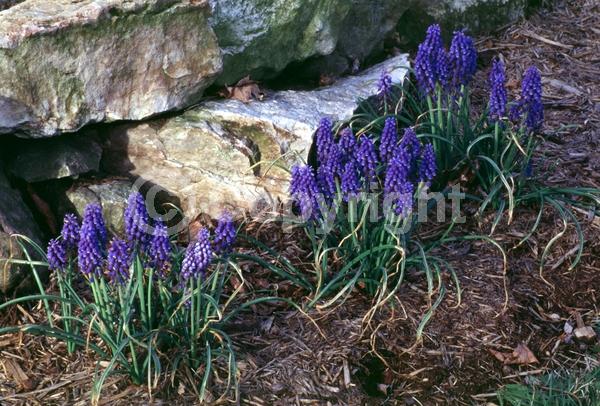 Blue blooms; Deciduous; Broadleaf
