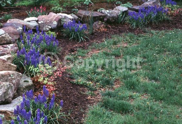 Blue blooms; Deciduous; Broadleaf