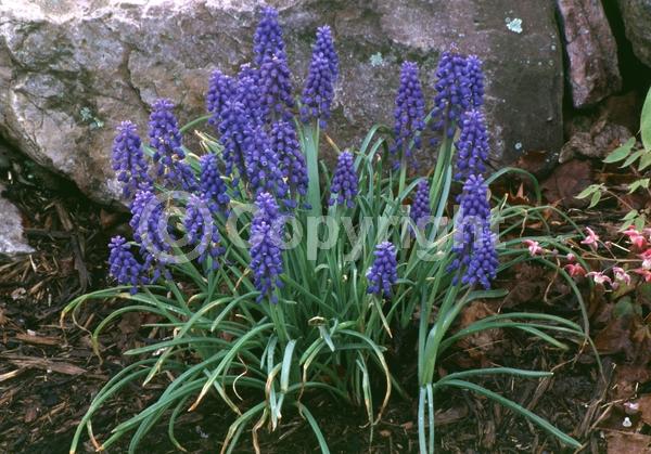 Blue blooms; Deciduous; Broadleaf