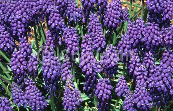 Blue blooms; Deciduous; Broadleaf