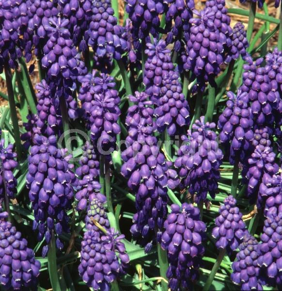 Blue blooms; Deciduous; Broadleaf