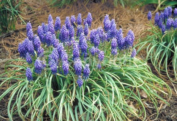 Blue blooms; Deciduous; Broadleaf