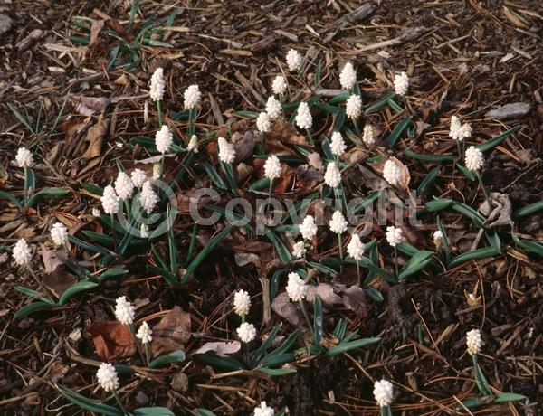 White blooms; Deciduous; Broadleaf