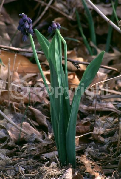Blue blooms; Deciduous