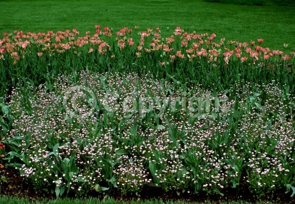 Pink blooms; Deciduous