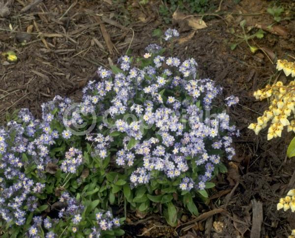 Blue blooms; Deciduous; North American Native