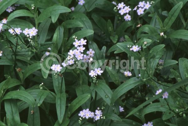 Blue blooms; Deciduous; North American Native
