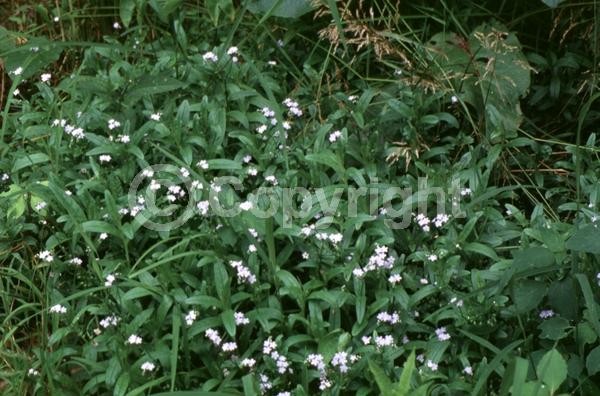 Blue blooms; Deciduous; North American Native