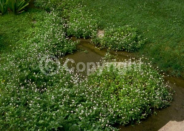 Blue blooms; Deciduous; North American Native