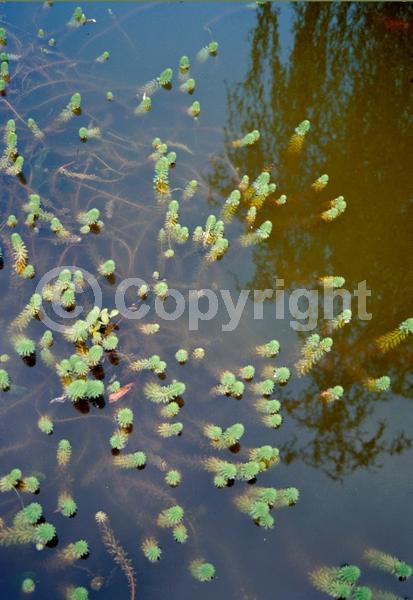 Yellow blooms; Evergreen