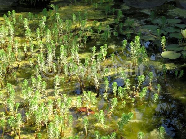 Yellow blooms; Evergreen