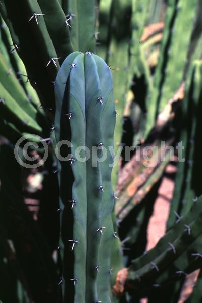 White blooms; North American Native