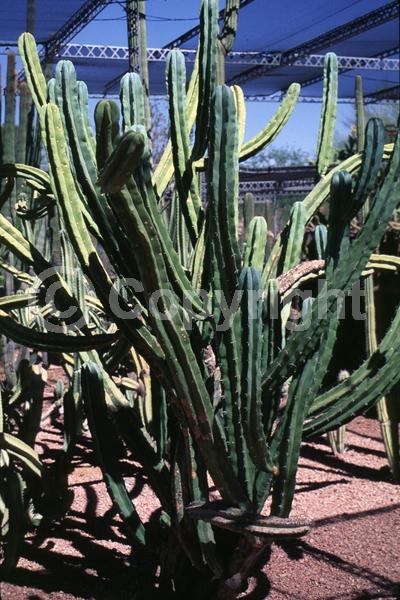 White blooms; North American Native